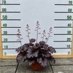 Heuchera hybridná (Heuchera Hybrida) ´PALACE PURPLE´ - kont. C1.5L